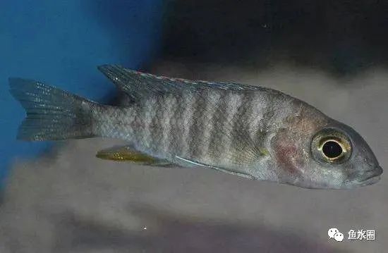 三湖慈鲷马鲷孔雀珍珠系能长多大,三湖慈鲷之孔雀