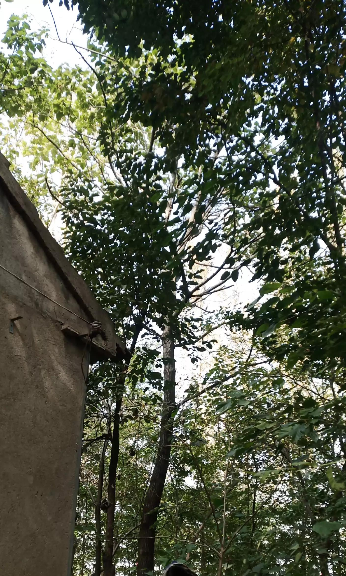 不用卫星锅会引雷吗,不用网络卫星锅