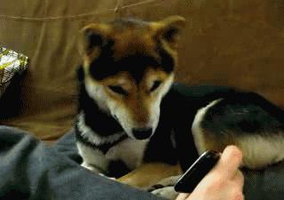 youareanolddog是什么意思,老外说youare