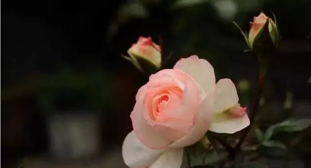 一万年一次的2020520;一起认识100种玫瑰~别送错啊