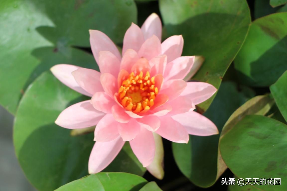 睡莲多了如何让睡莲分批开花,睡莲如何养护才能快速开花