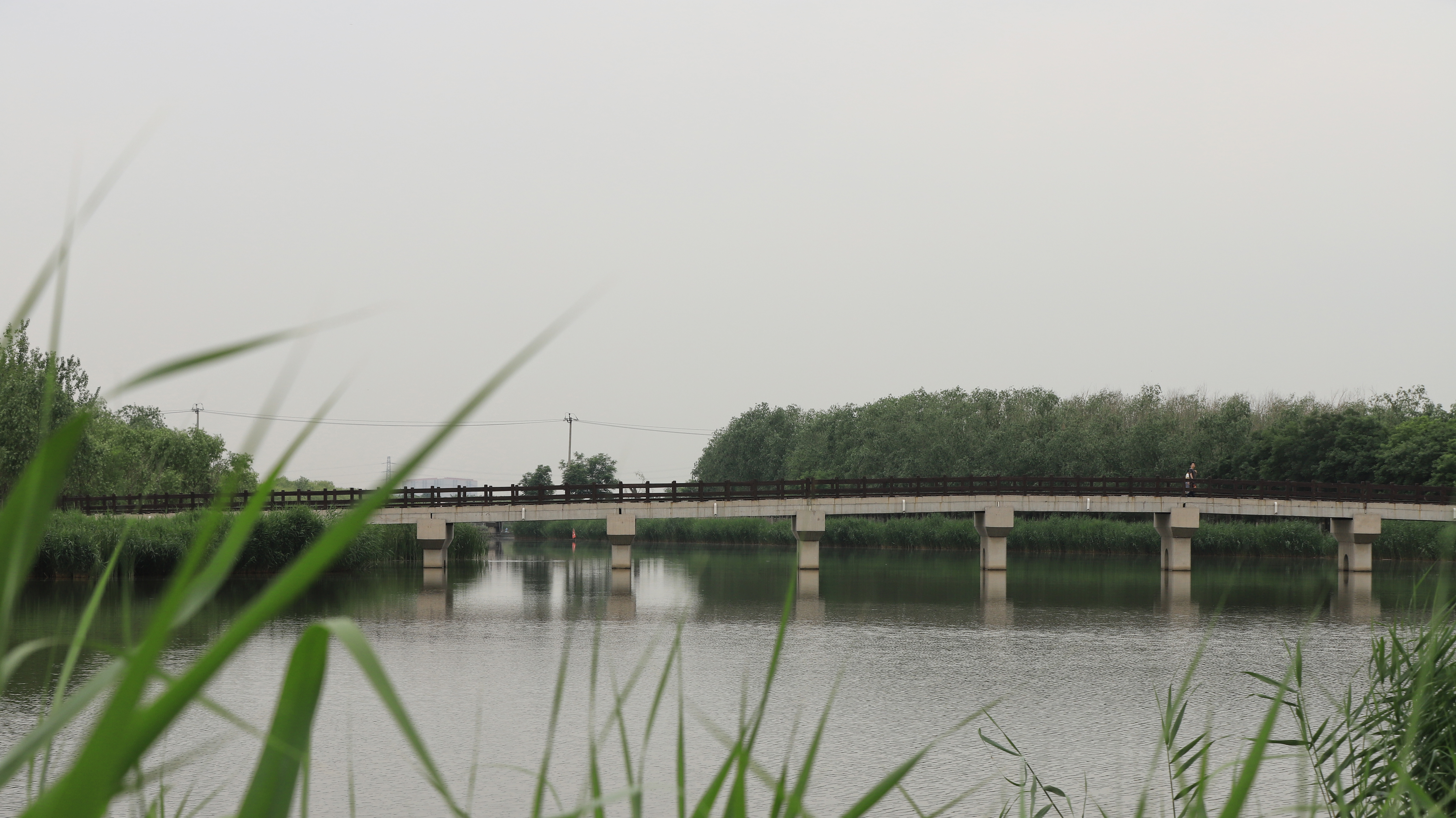 秋高气爽公园散步随拍,深秋天津的郊野公园