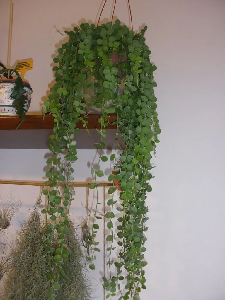 不需要晒太阳的小型多肉植物,多肉植物散射光