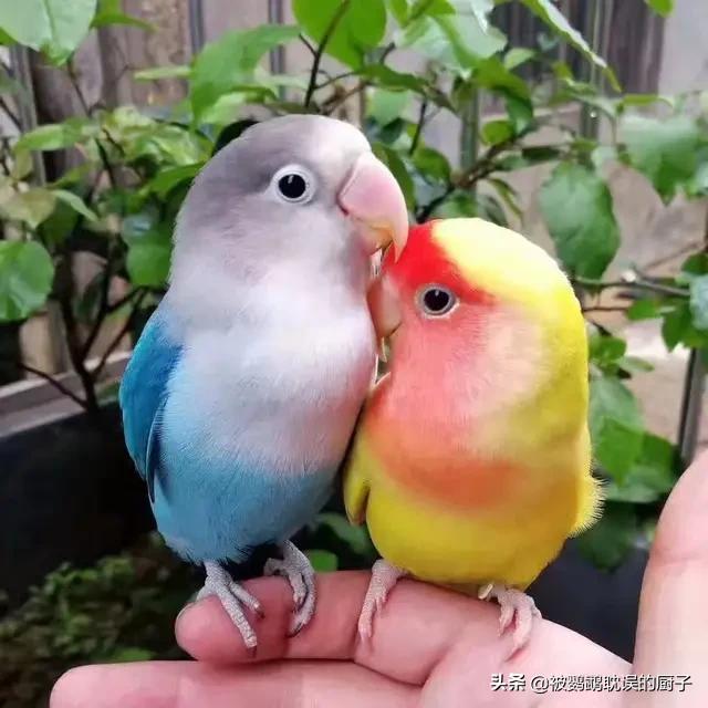 牡丹鹦鹉养殖技巧居家,新手牡丹鹦鹉的饲养方法
