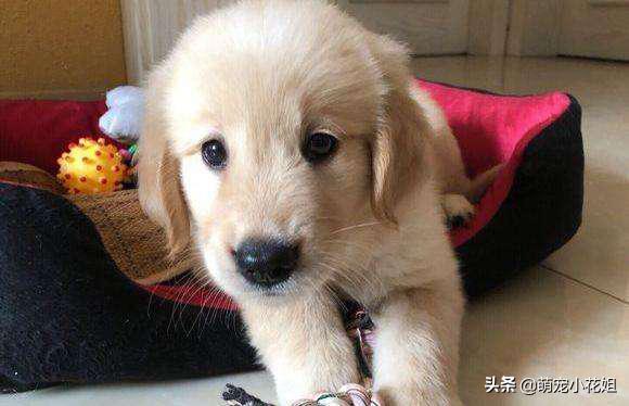 金毛生病被主人抛弃,金毛生病了要怎么治疗