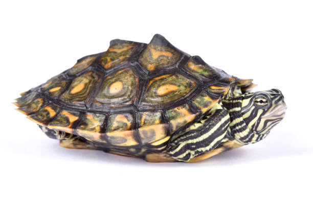 匠志萌宠乐园教学,匠志萌宠