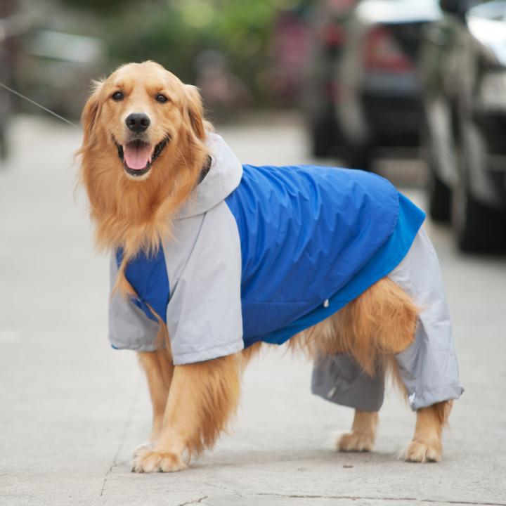 台风天遛狗太不友好了,台风天出门遛狗