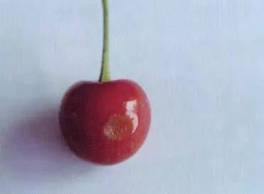 樱桃常见病虫害有哪些,樱桃常见病虫害有哪些症状