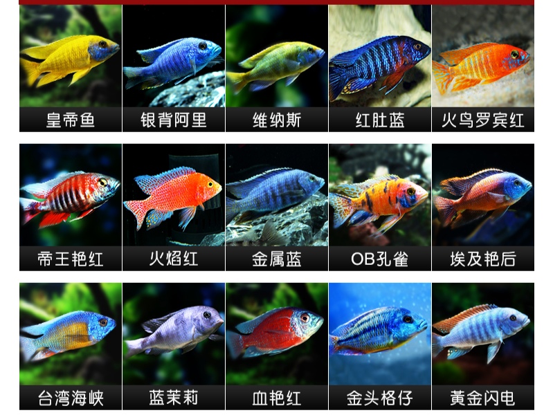 哪些三湖慈鲷鱼容易上手,三湖慈鲷可以再加些三湖慈鲷么