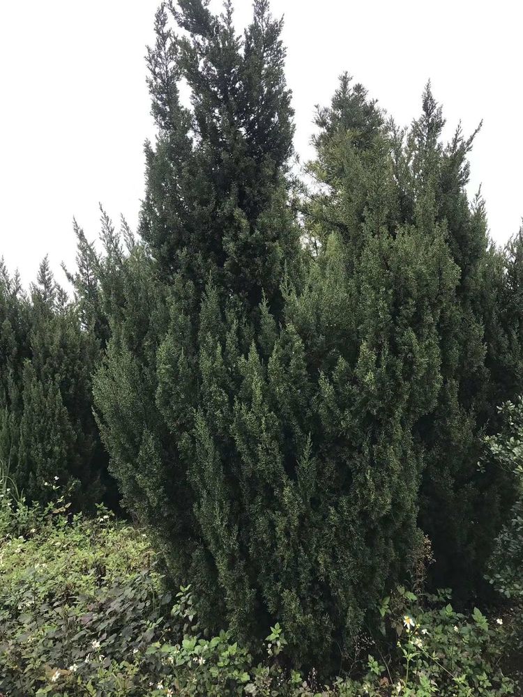 台湾真柏价格表,台湾真柏完整视频