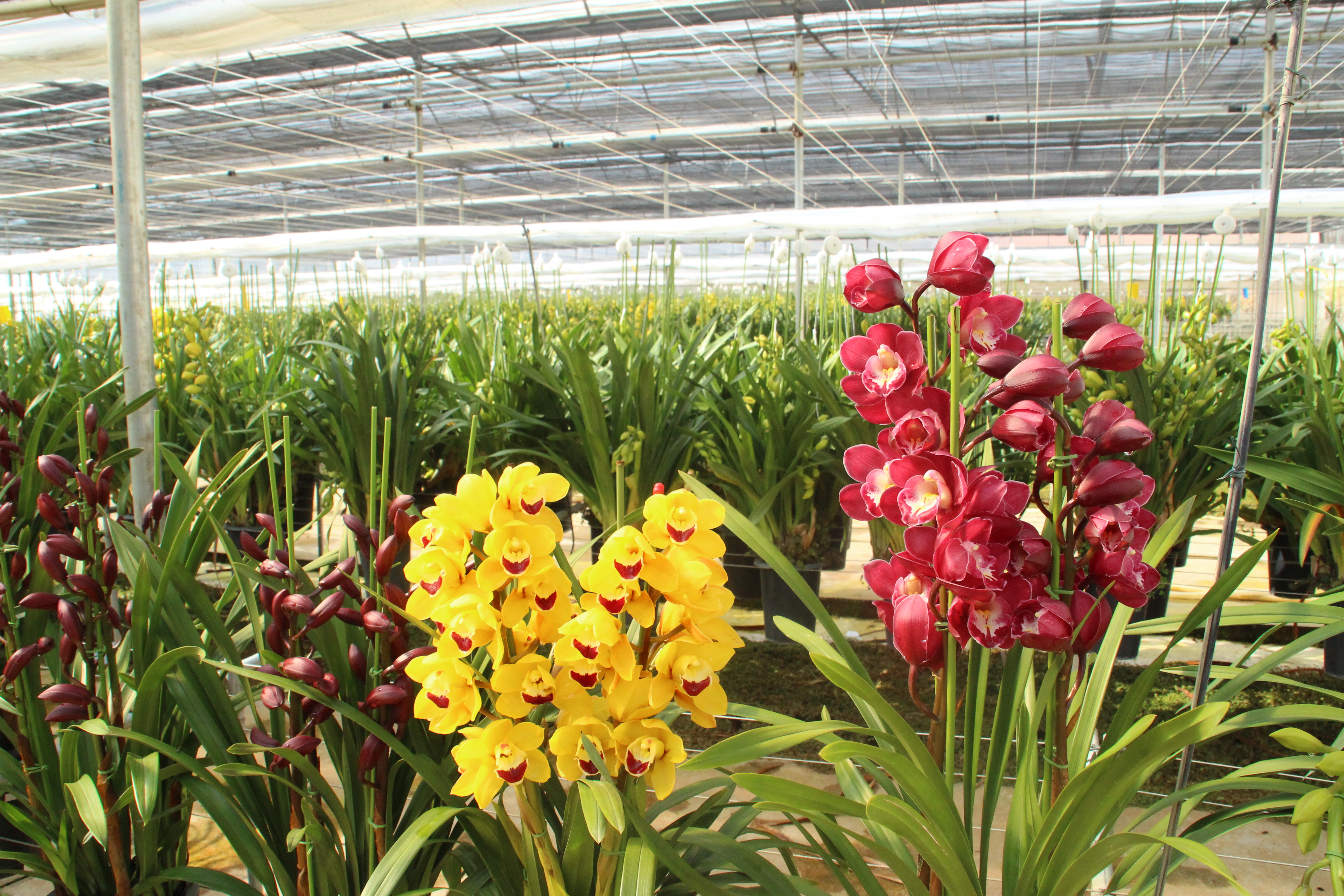 云南禄劝县是特困县吗,云南禄劝县有多少个村