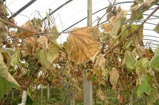 肥料过多烧苗怎么办,怎样有效避免肥料烧种烧苗问题