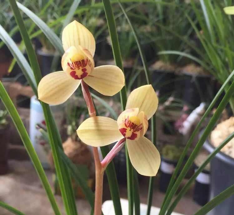 保山莲瓣兰名品有哪些,保山莲瓣兰与贵州莲瓣兰对比