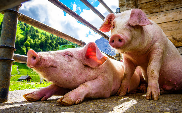 世界三大伊比利亚火腿,最贵的伊比利亚火腿真的好吃吗