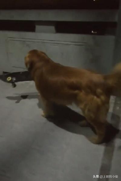 金毛狗滑板视频,最拉风的金毛