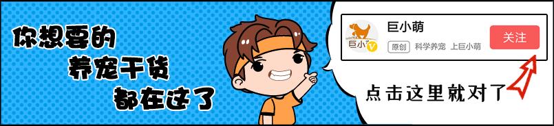 想亲狗狗它却要咬你,狗狗肠胃引起的口臭怎么办