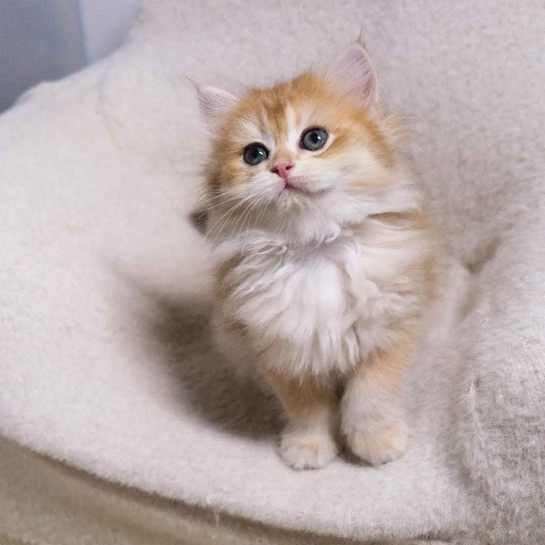 哺乳期的猫咪能不能驱虫,哺乳期的猫咪能不能吃西瓜