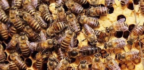 中蜂自然分蜂两群结一个团咋办,多群蜜蜂聚在一起是什么原因