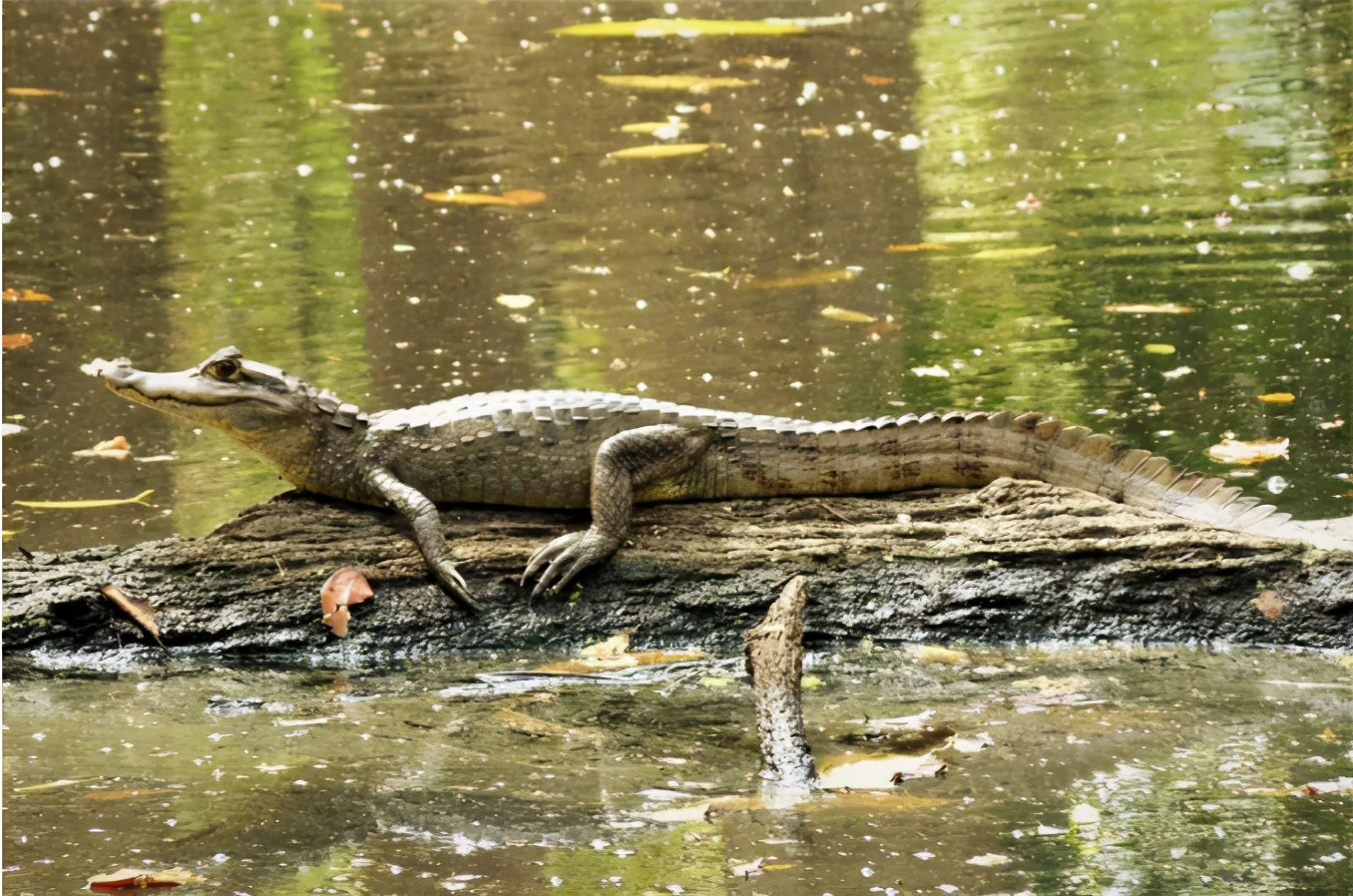 乌龟为什么能活那么多,乌龟为什么能活得那么长时间