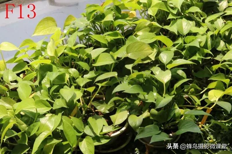 镜头有灰会进cmos吗,镜头有灰有影响二手价格吗