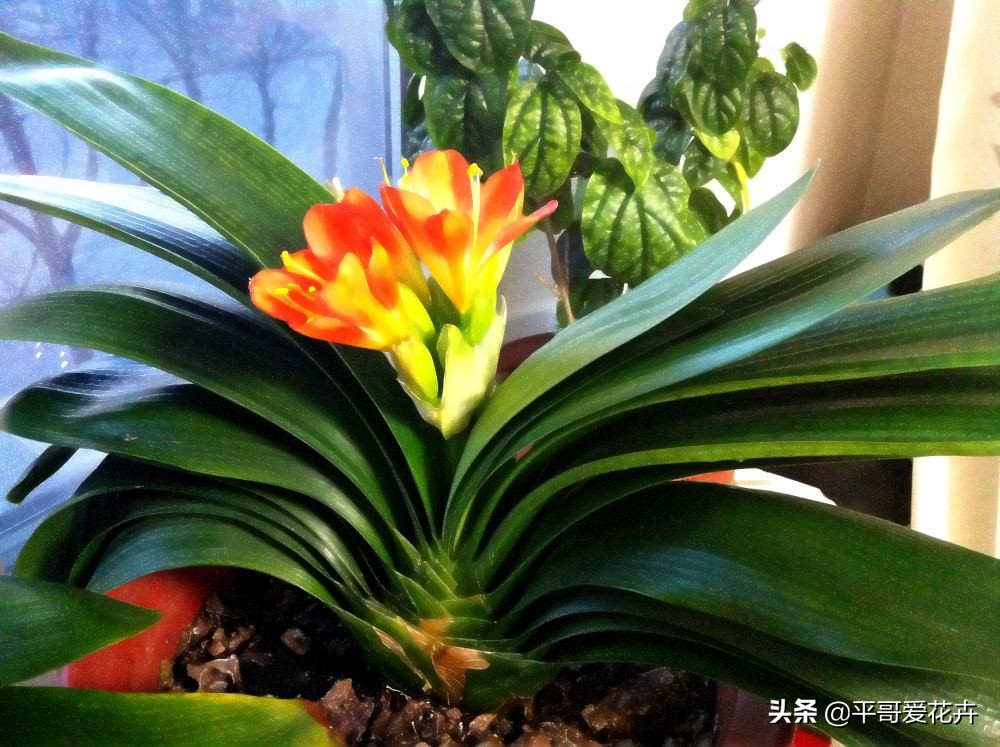 养君子兰的正确方法怎么浇水,8月份君子兰花怎么养才能旺盛