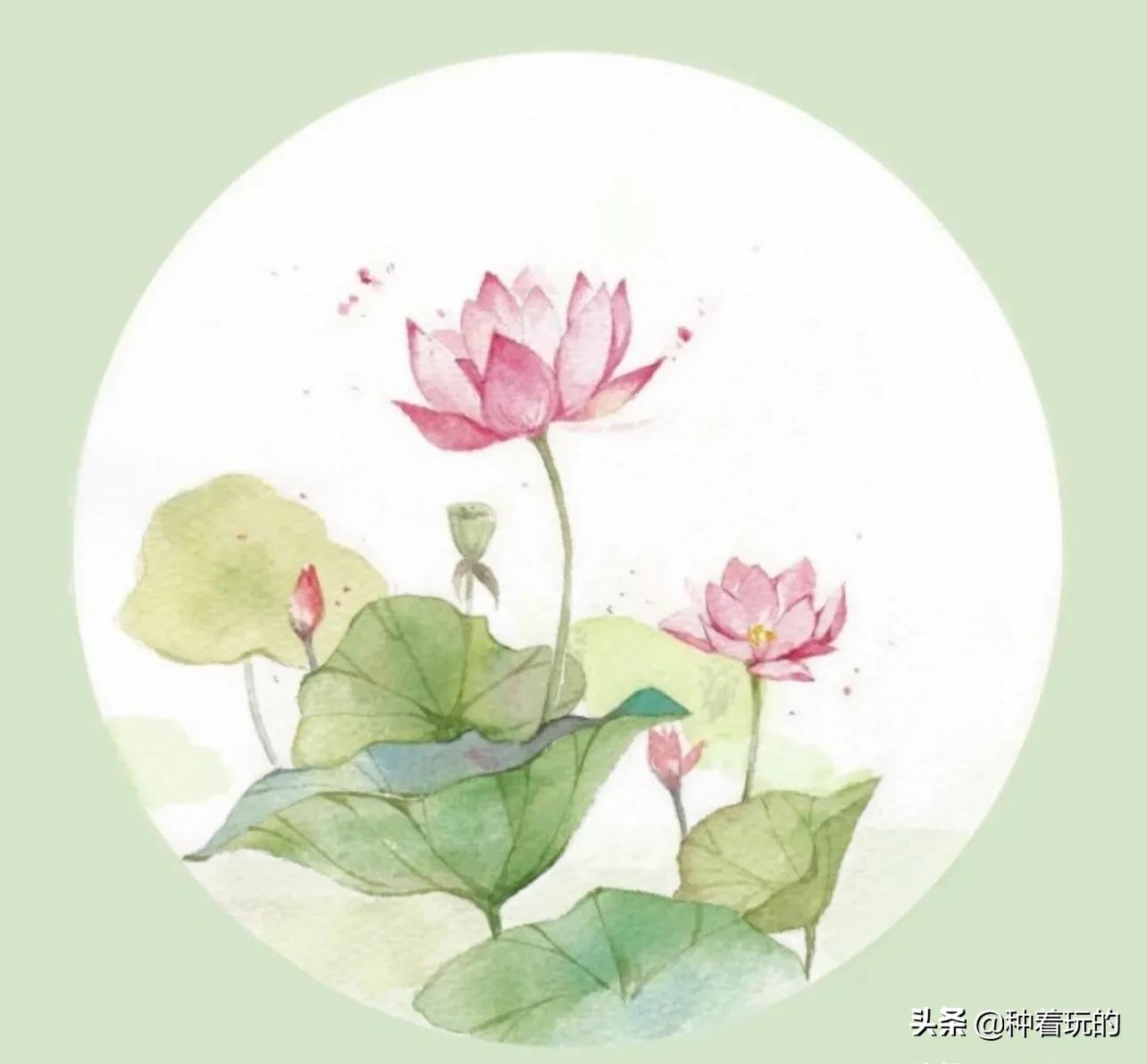 碗莲长出八个叶子什么时候能开花,碗莲叶子怎么竖不起来老浮在水面