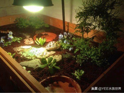 什么陆龟适合新手,哪些陆龟适合新手