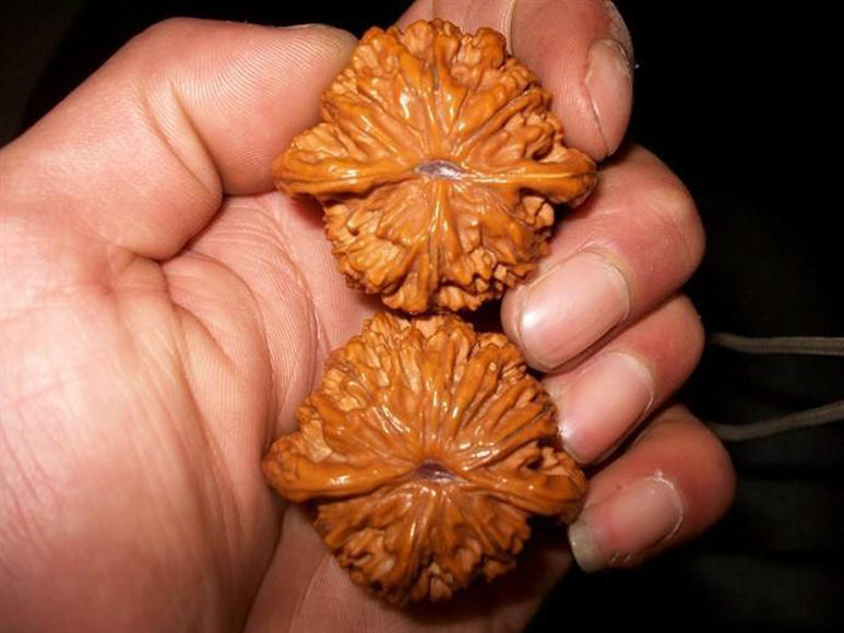 文玩核桃该不该封脐,核桃如何用绿松石封脐