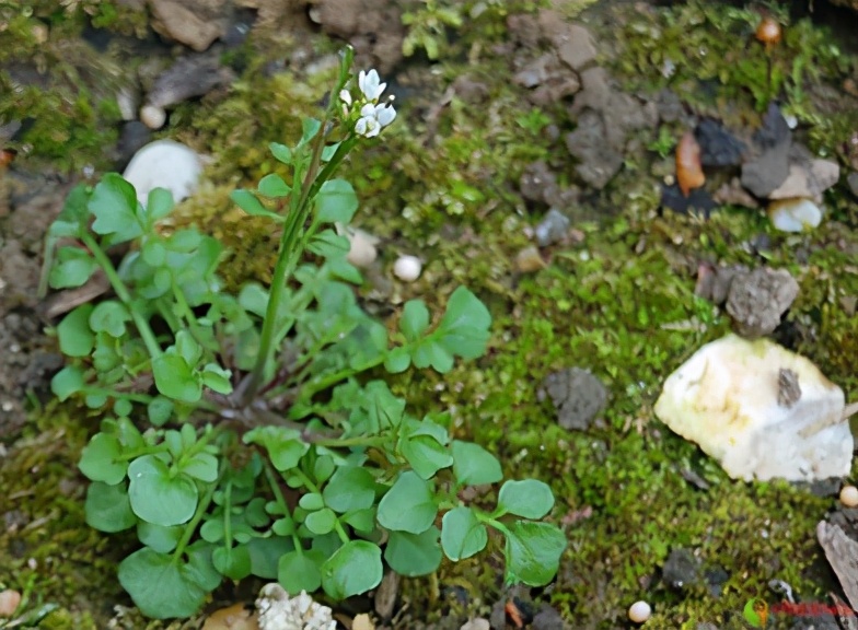农田根茎常见杂草图谱,水稻农田常见杂草图谱大全