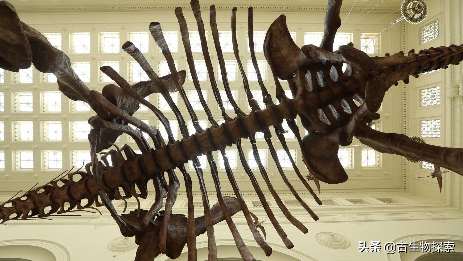 巴塔哥泰坦龙完整化石,巴塔哥泰坦龙进化史