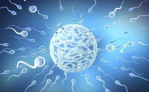 精卵排斥形成不了胚胎什么情况,明明很相爱为何总是闹矛盾