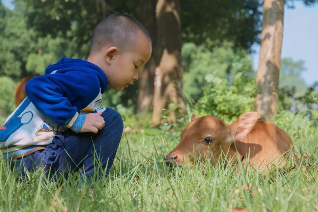 报考华南农业大学,华农报录比