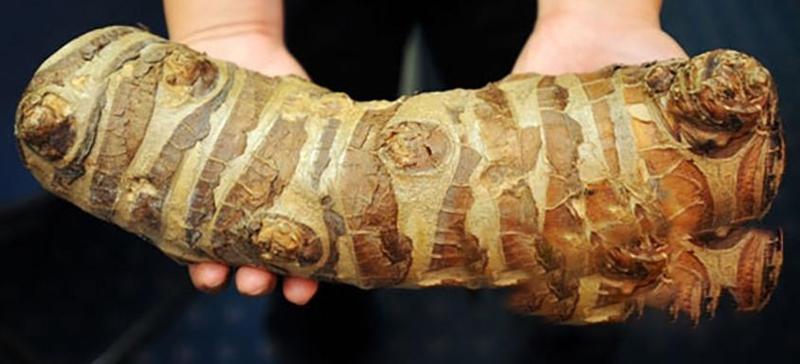 野生的大野芋为什么有毒,野芋中毒吃什么