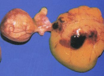 鸡拉白稀粪夹杂绿色粪是什么病,鸡排黄绿色稀便原因