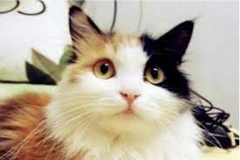 扒开猫咪毛发看有没有虫,猫咪的毛剥开后身体发黑