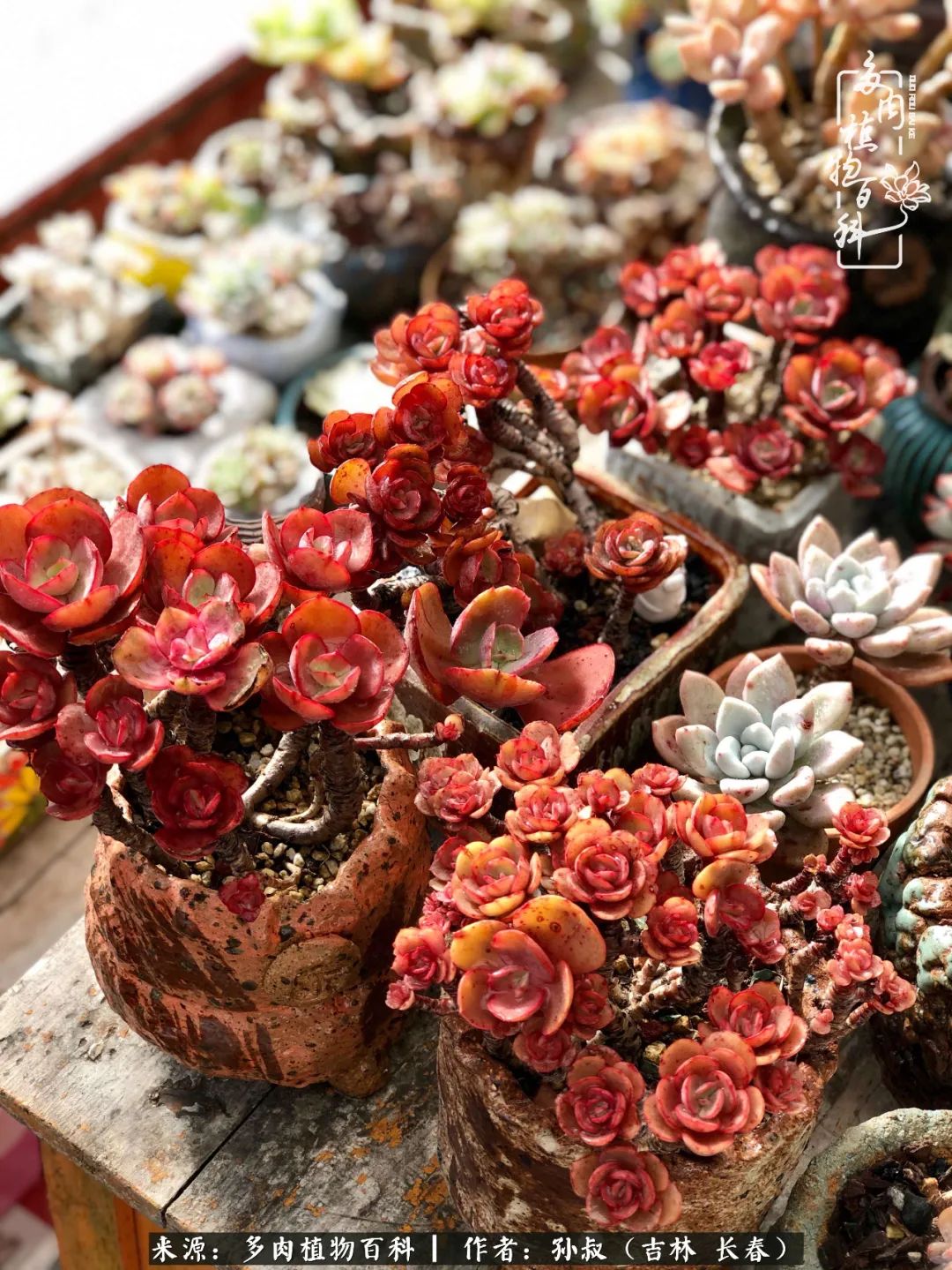 与多肉一起成长,与多肉相伴