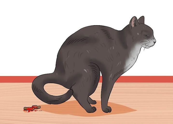 猫咪血便,猫咪的血便是什么样子的