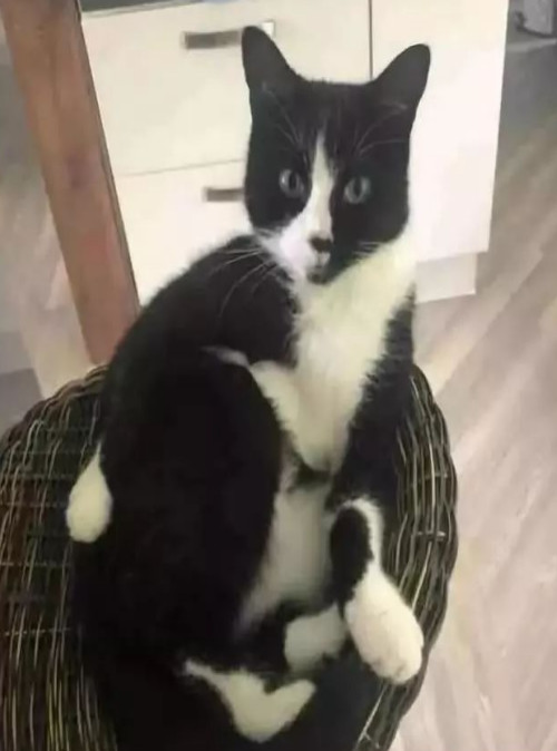 举报偷渡走私,偷渡被捕的猫