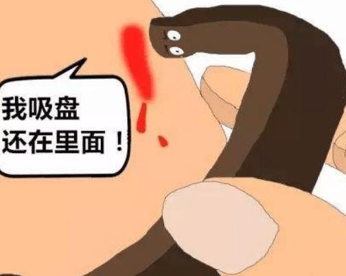 蚂蟥的生命力和繁殖能力是超强的,蚂蟥能不能在体内繁殖