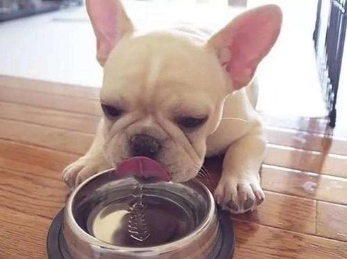 新手养狗便宜又能保护主人,新手养狗避雷事项