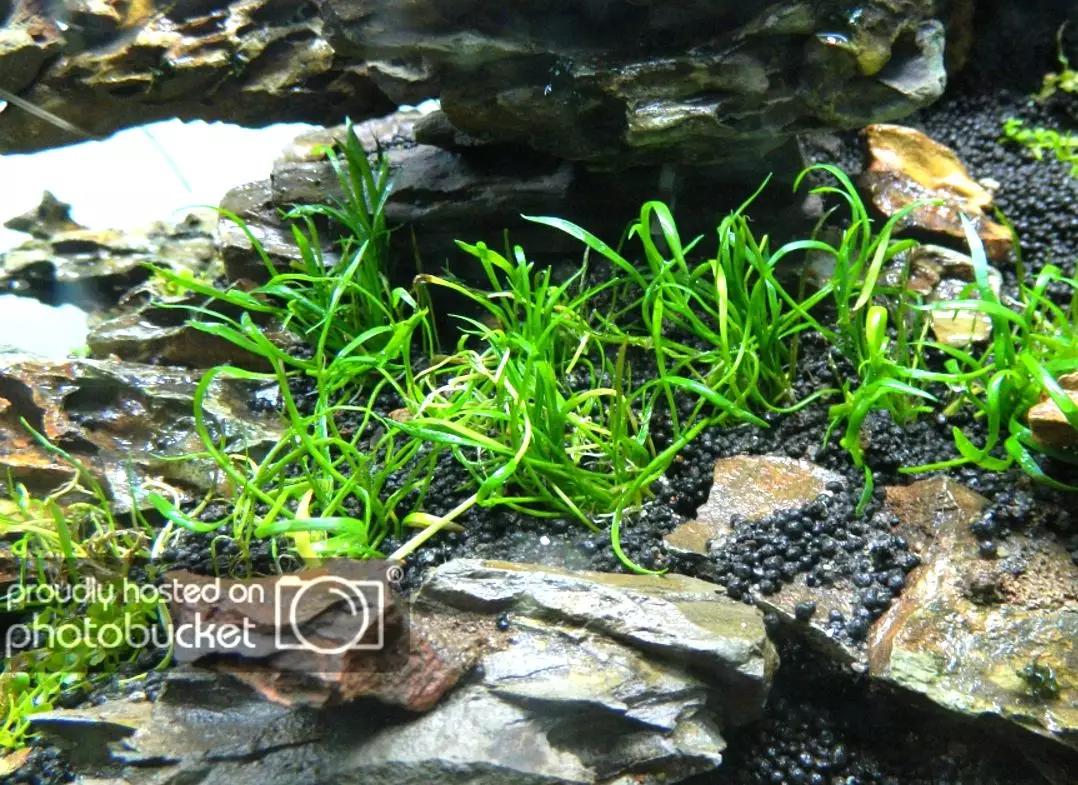 草缸造景教程：胶水造景太温柔，男人就该上电钻