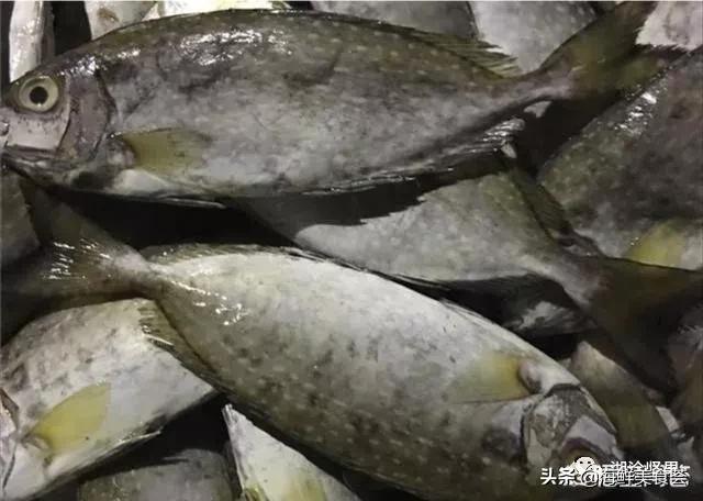 十种最便宜的海鱼,常见海鱼价格排名大全