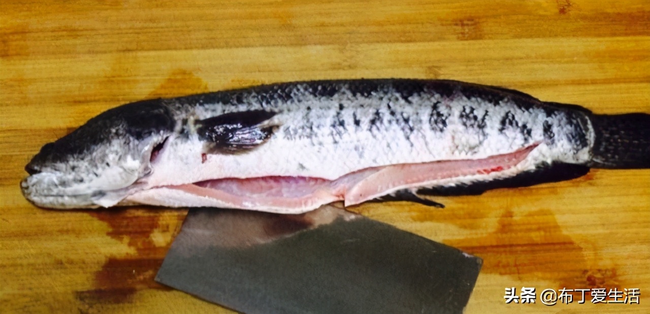 黑鱼如何切片教程,黑鱼怎样切片视频教程