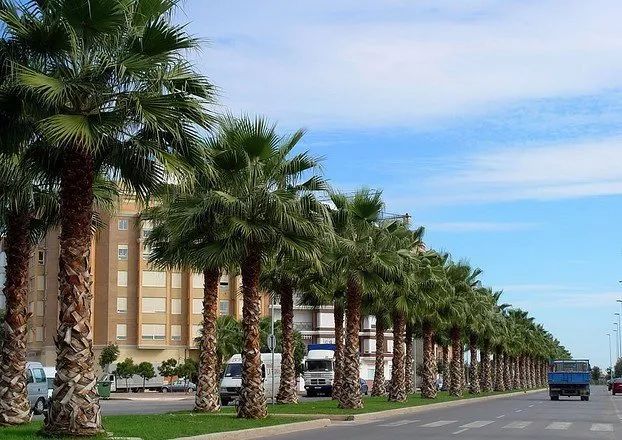 棕榈科植物的景观用途,观赏棕榈植物与景观