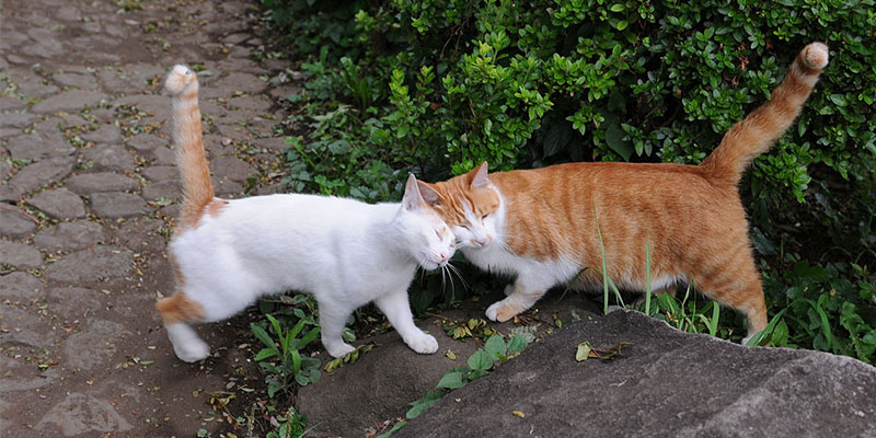 为什么雄性猫比较喜欢咬人,猫为什么在繁衍时刮伤雌性