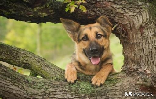 狗智商排名1至100金毛寻回犬,短毛小型犬最聪明的狗狗排行榜