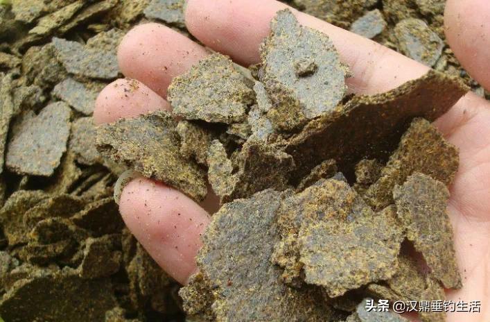 菜籽饼香味能钓鲢鳙吗,菜籽饼打隔夜窝钓鱼