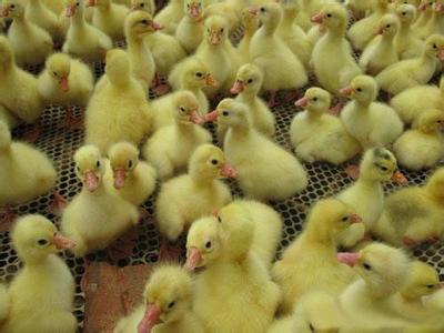 家禽持续性感染的疾病有哪些,鹅霉菌病治疗方法