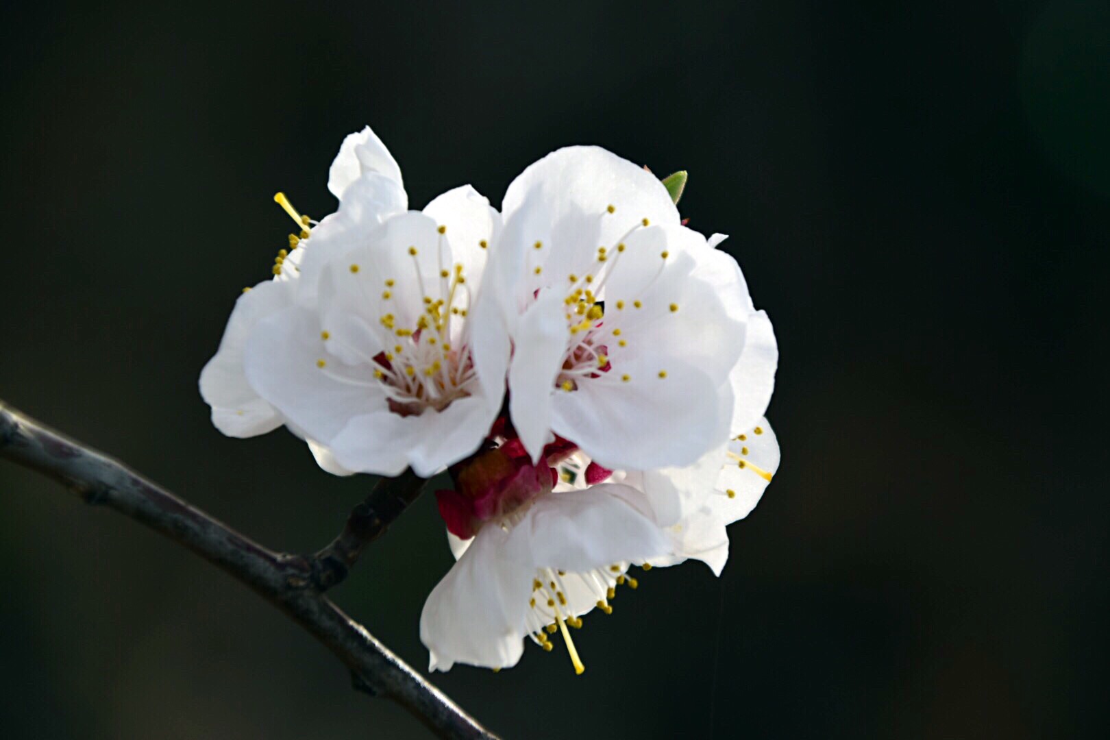 漂亮的杏花在枝头绽放,杏花盛开姹紫嫣红春意盎然