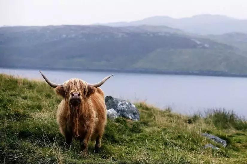 爱尔兰人与凯尔特人,凯尔特人和日耳曼人的仇恨